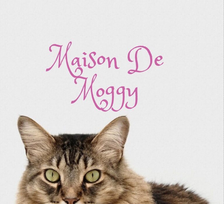 Maison De Moggy Edinburgh Cat Caf Wonders Of Scotland