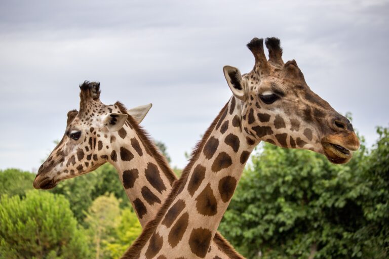 Things to consider when visiting Edinburgh Zoo
