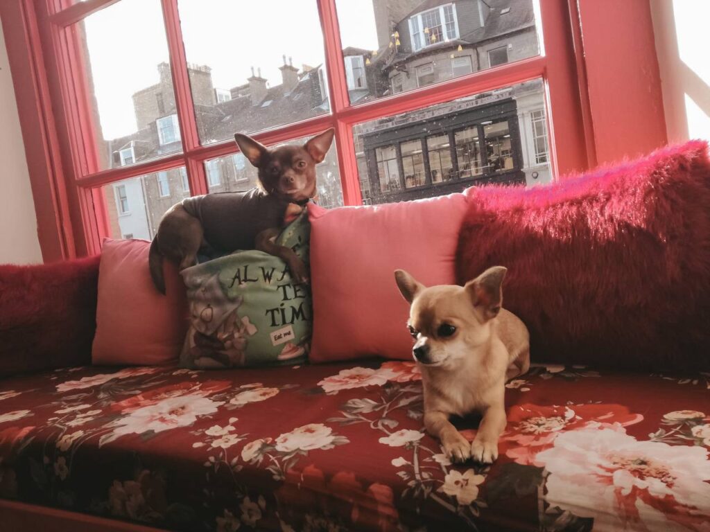 Edinburgh’s Dog Café